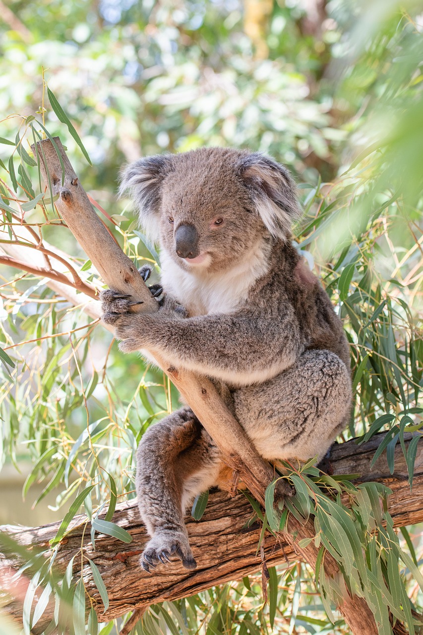 koala, marsupial, herbivore, arboreal, wildlife, australian, australia, animal, cute, nature, tree, grey, furry, adorable, mammal, pouched mammal, eucalyptus, leaves, fluffy, fur, aussie, native, iconic, protected, koala, koala, koala, koala, koala, australia, australia